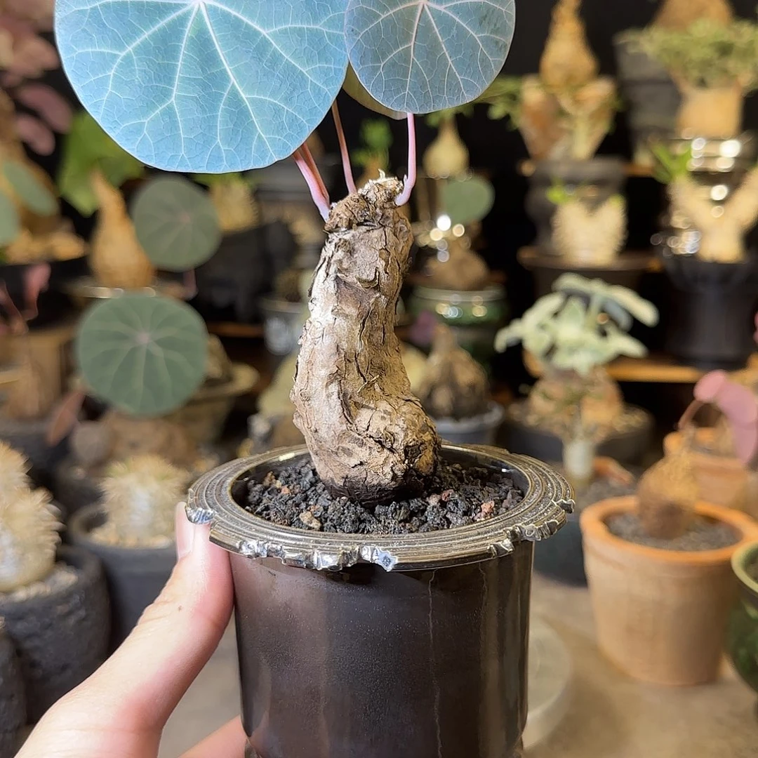 一物一拍老家一叶龟