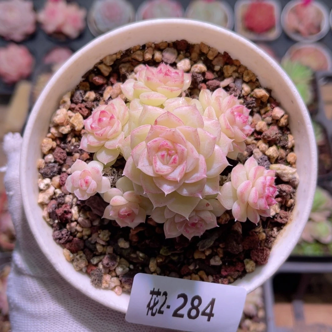 花02-284白天鹅群生