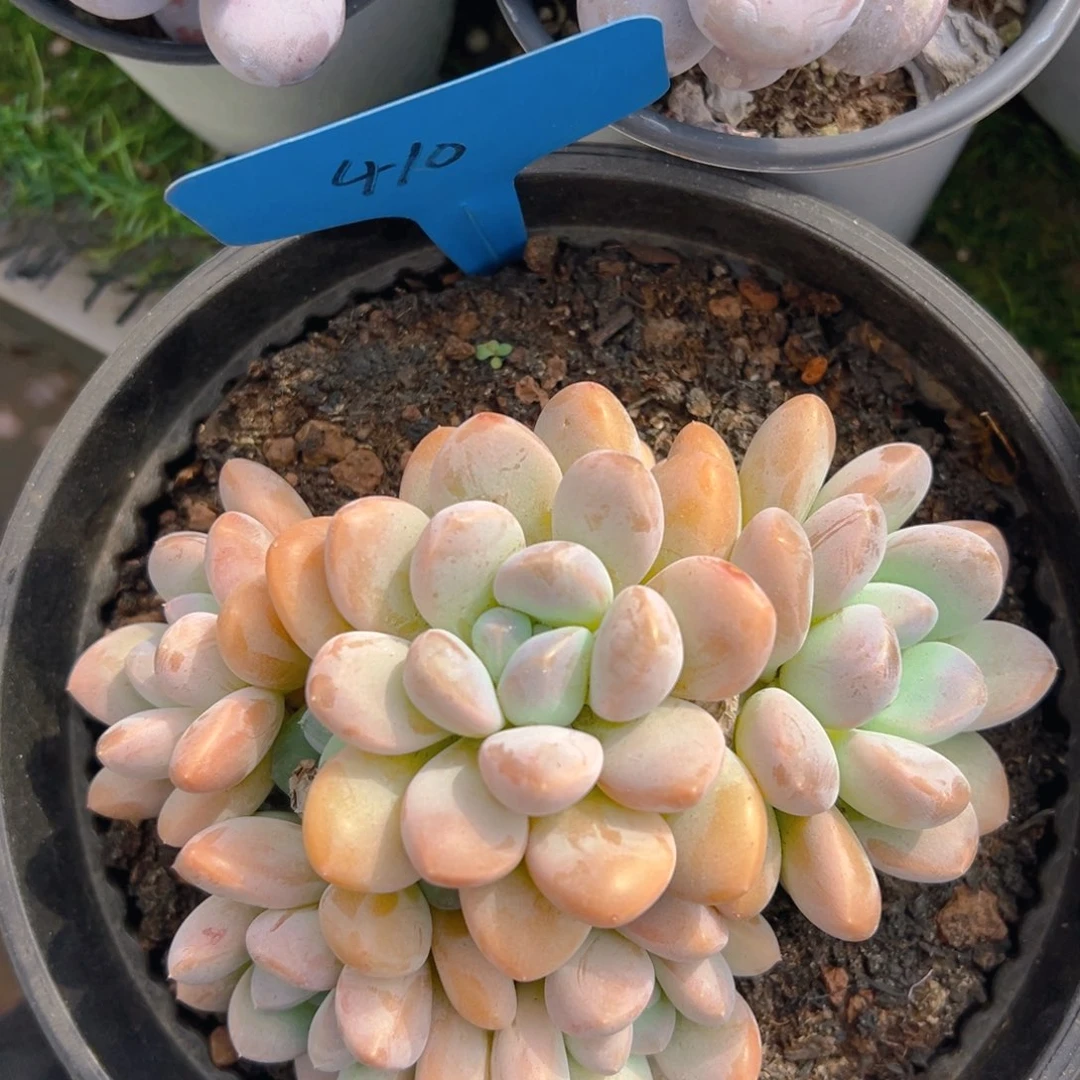 福利来啦打榜啦打榜啦