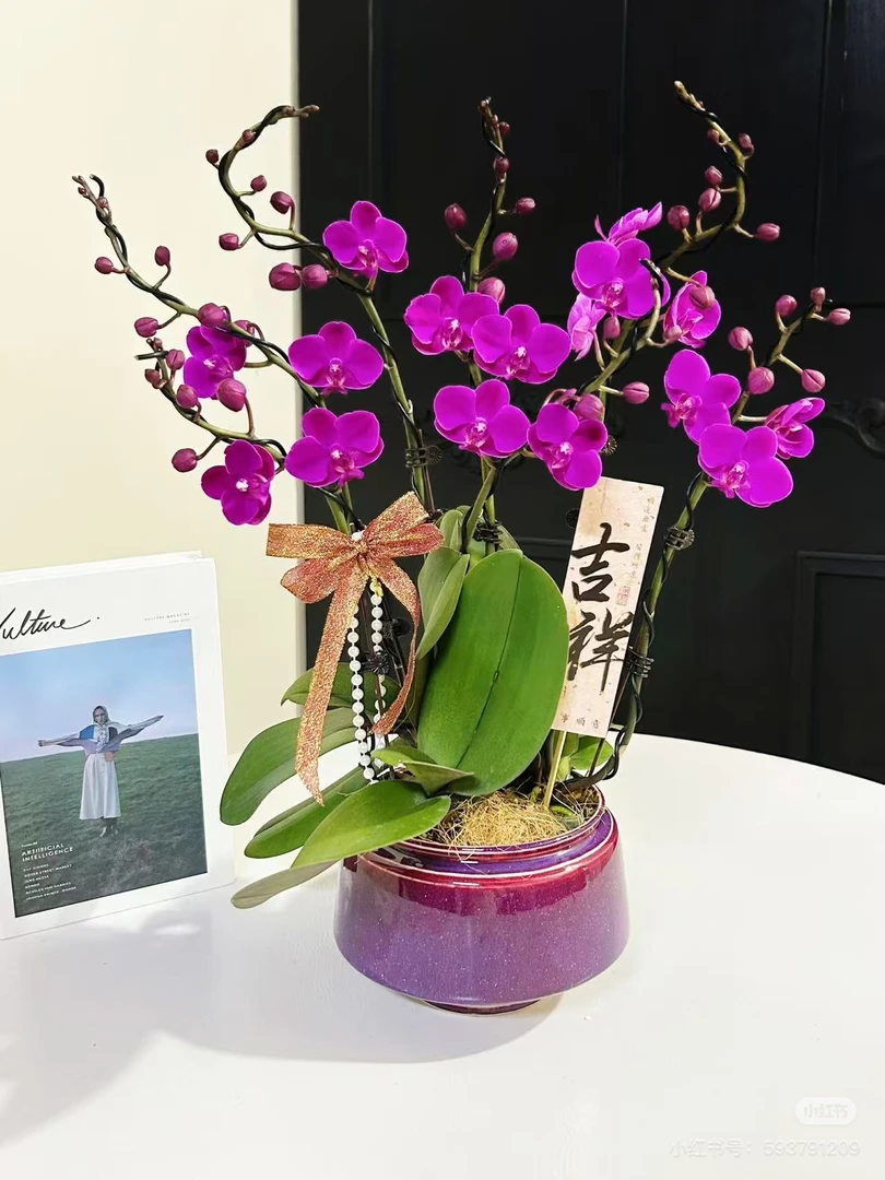 【满天红带苞部分开花】3.5寸5度以下拍保温不拍冻伤不赔消包不售后