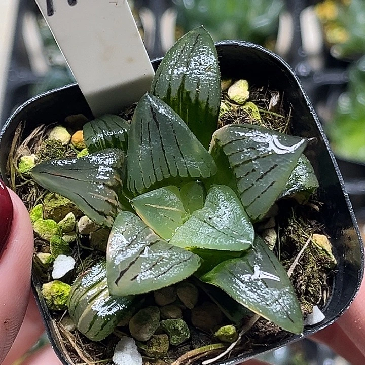 174红纹寿锦头家多肉十二卷