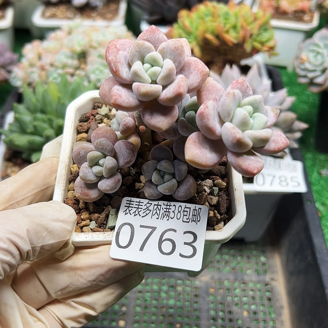 无花朵多肉一物一拍植物0763