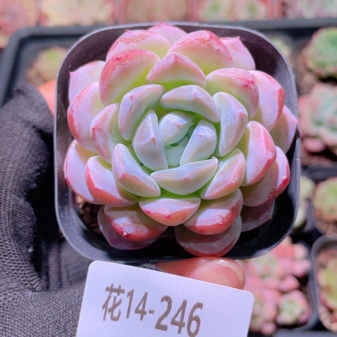 花利美14-246红胖子