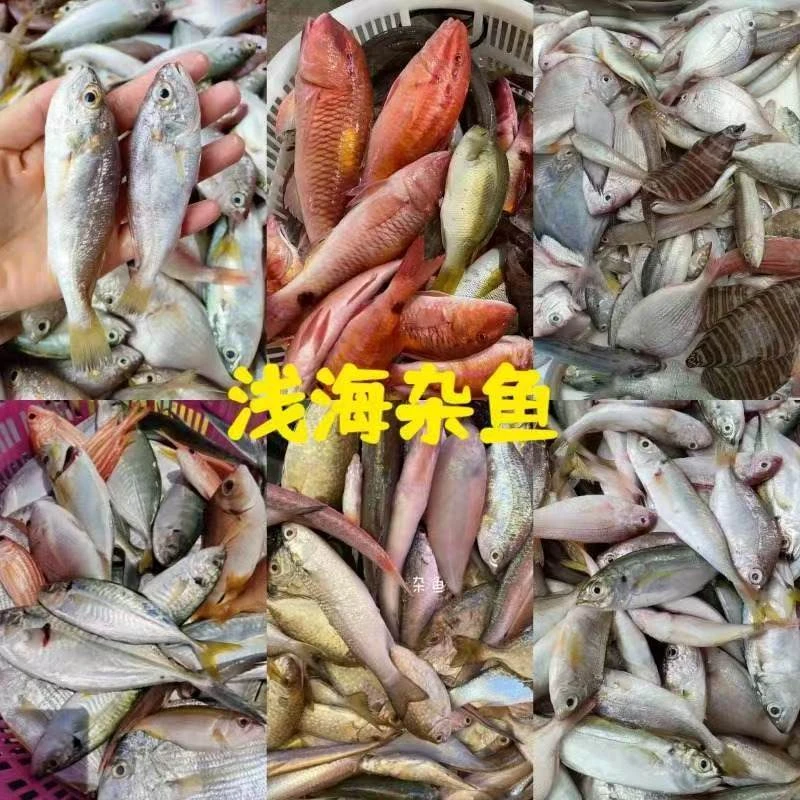 深海野生小杂鱼 野生鳘鱼鲐鲅鱼小黄鱼 多个品种 速冻发货