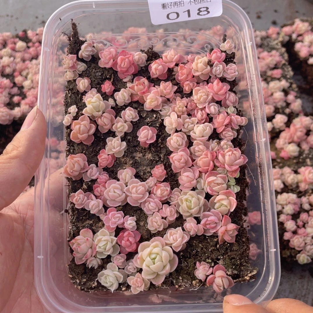 云糖心多肉植物18
