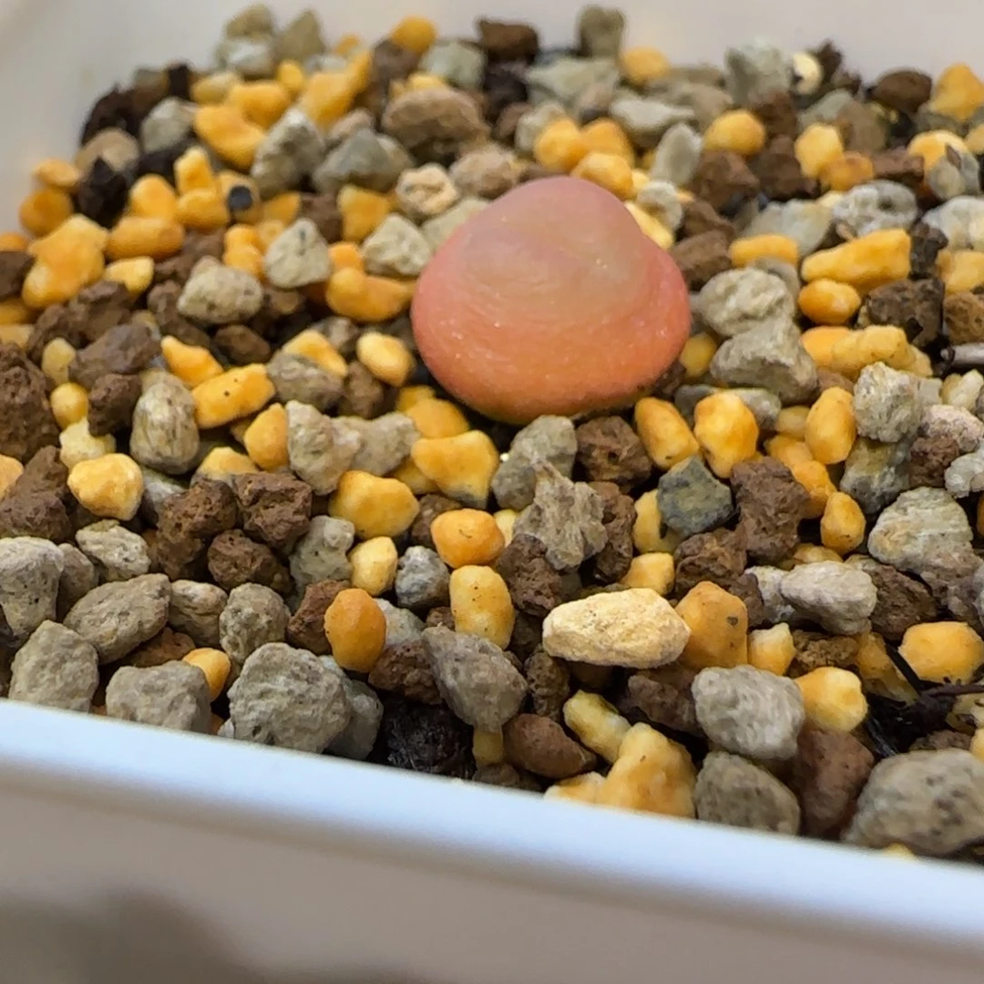 桃尻娘拉登多肉植物一颗