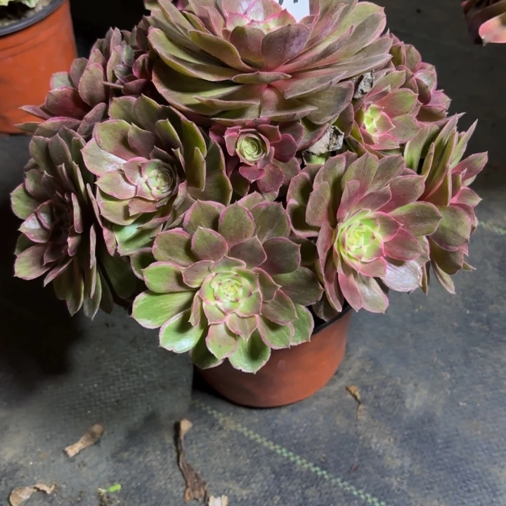 瑞妈，。。。。。951莲花座，