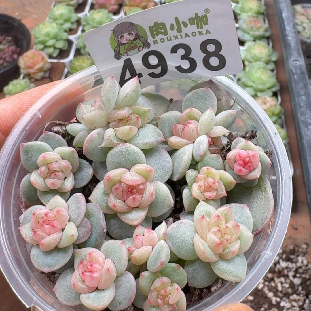 多肉植物多肉植物