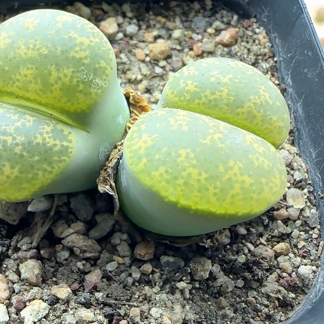 开播福利来啦41379