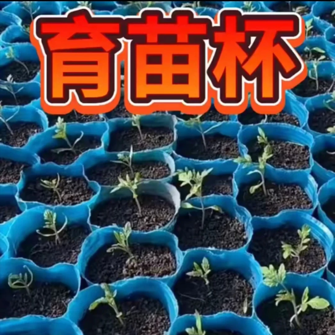 育苗杯8×8（育苗苗齐苗壮根须好）