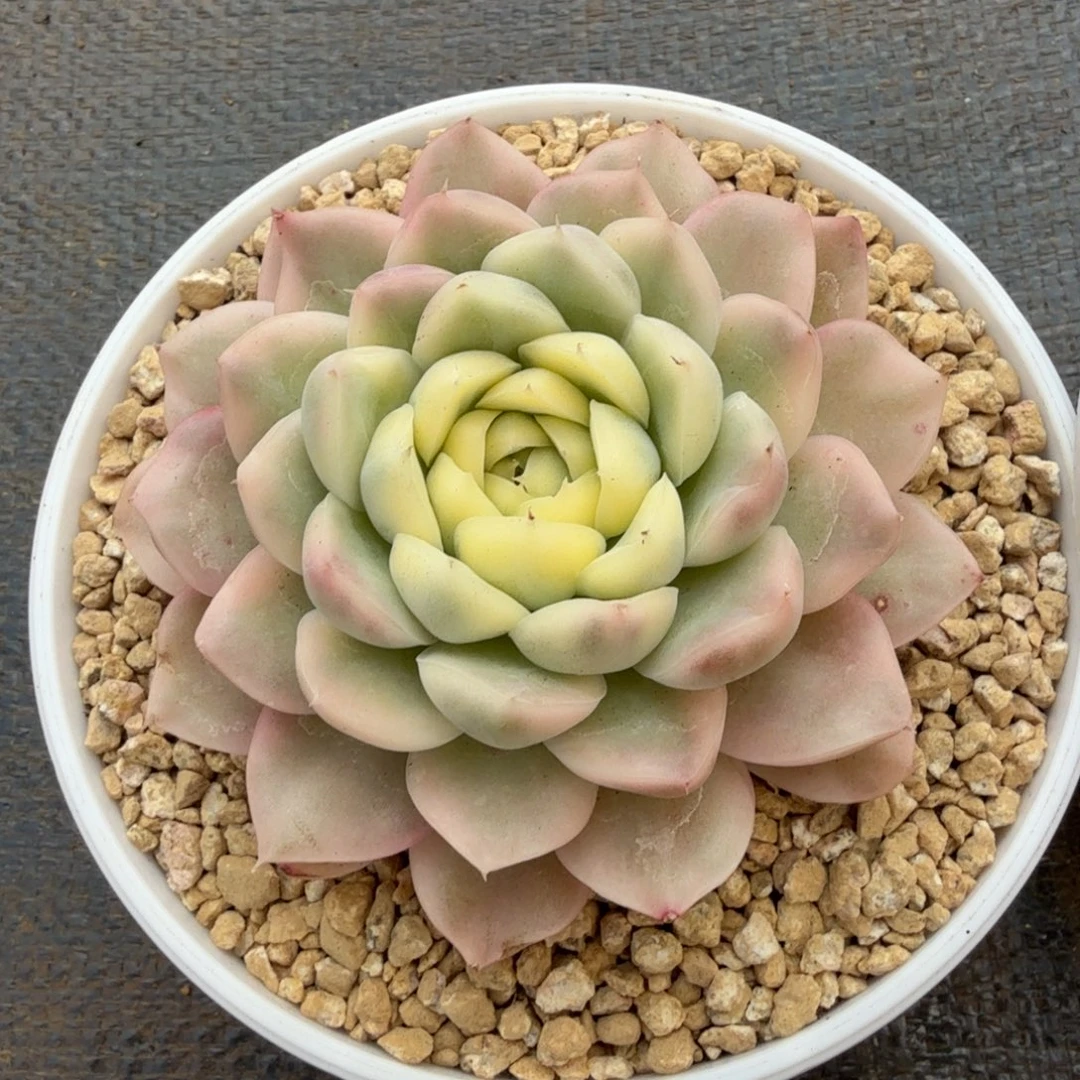 月影杂锦上园艺一物一拍