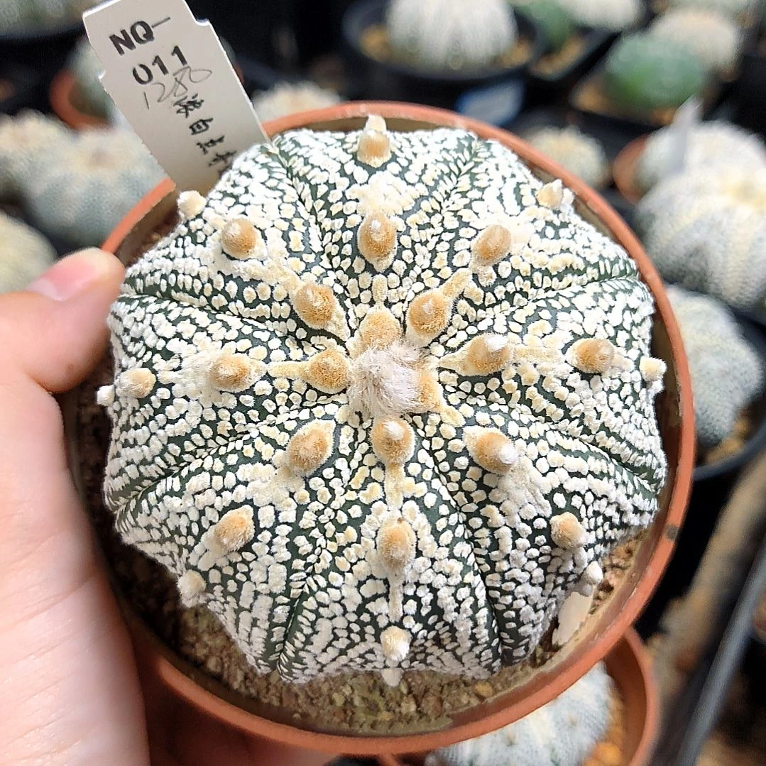 【闪购商品】7.6cm浓白点奇迹兜