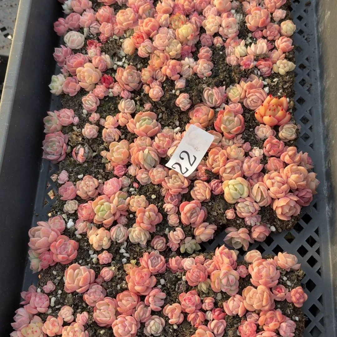 多肉植物多肉植物22