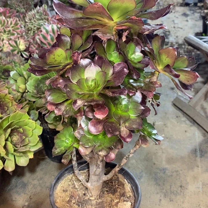 巫毒多肉植物71。