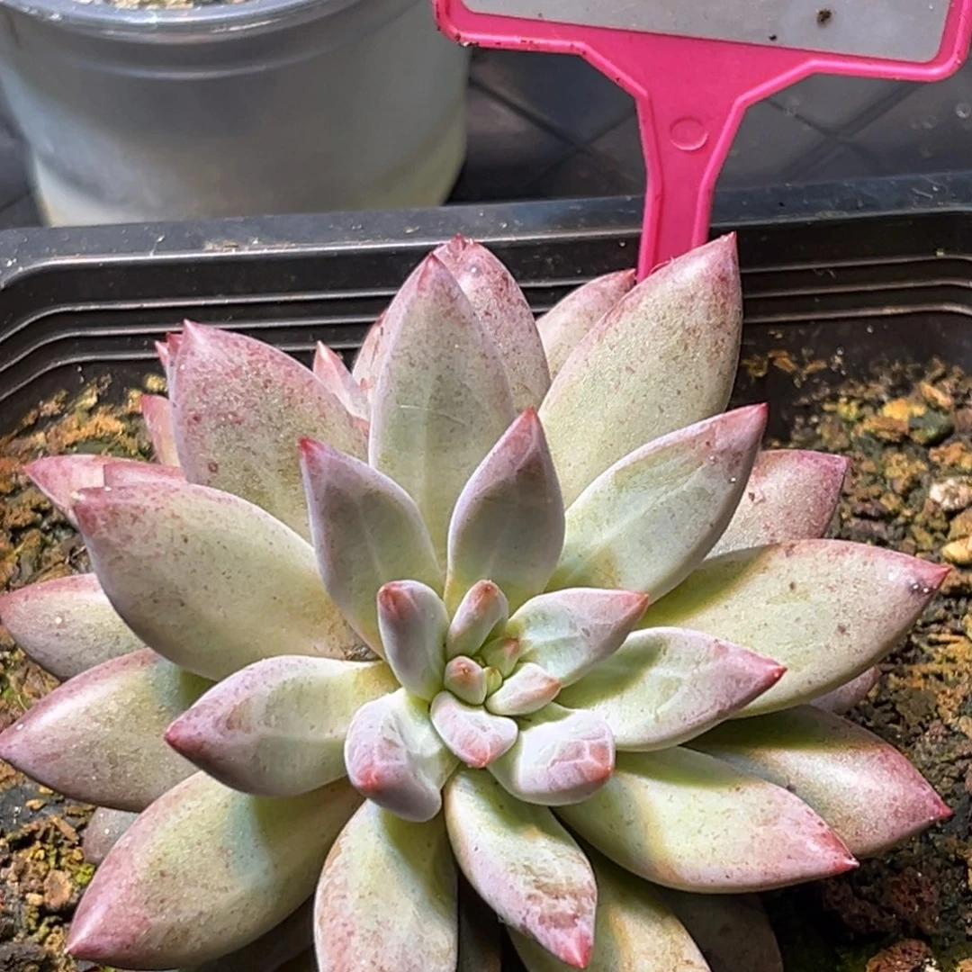 多肉植物虞美人255