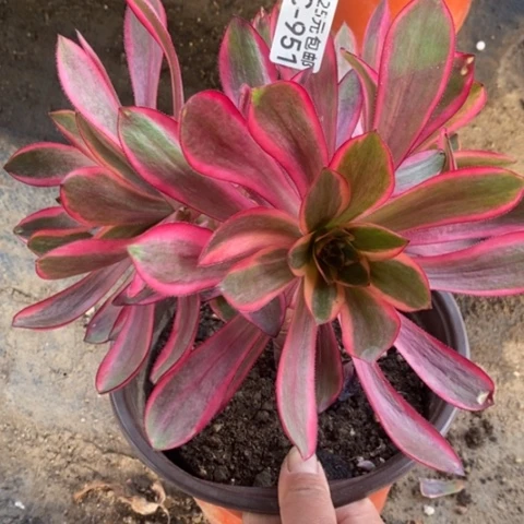 951红魔女满25包邮多肉