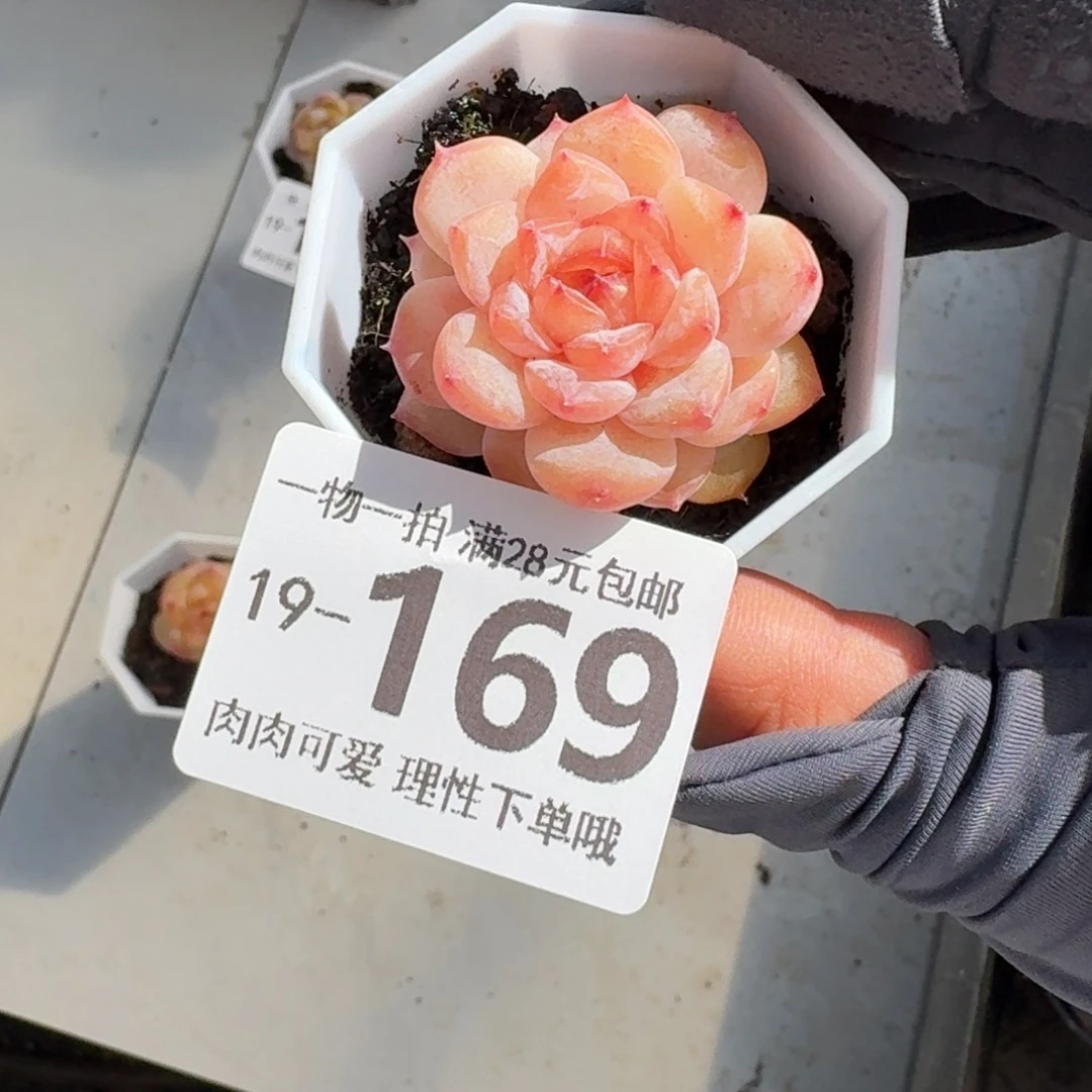 紫霜无盆土发货无盆