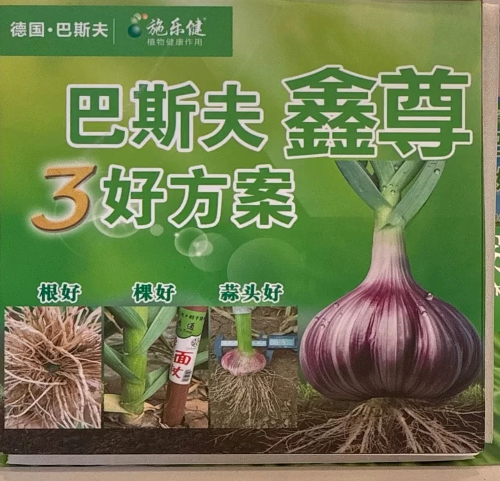 大蒜高产的起跑线