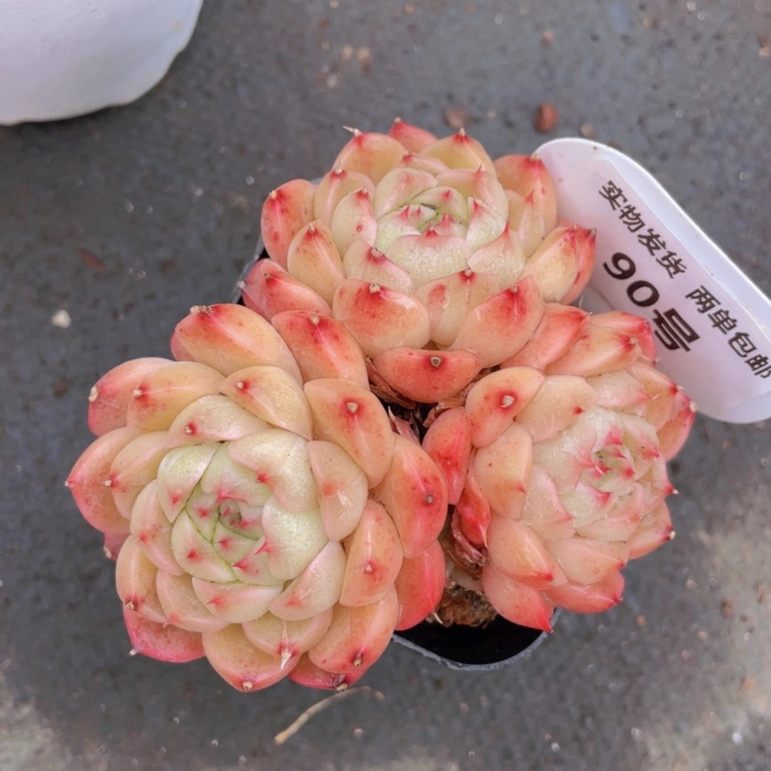 90号包子脸麦秆大群生一个不包整