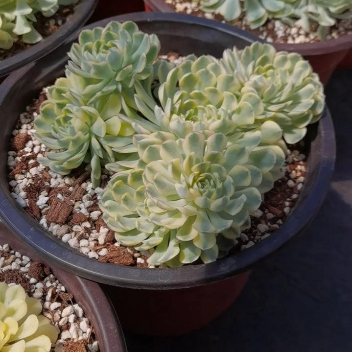 梦幻玫瑰白覆轮锦群没长根