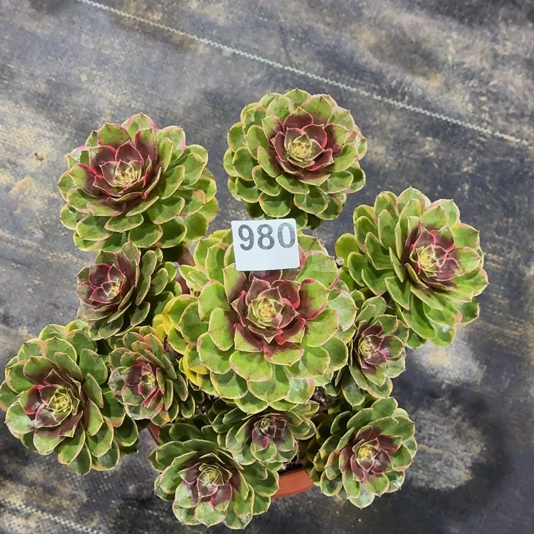 980粉花妖冠服30公分