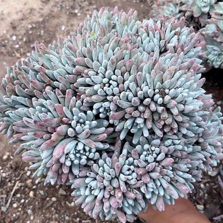 仙女杯多肉植物提取