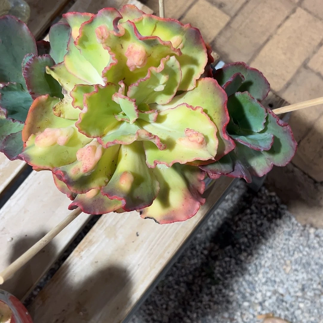 墨*寄养链接的，我们这里是