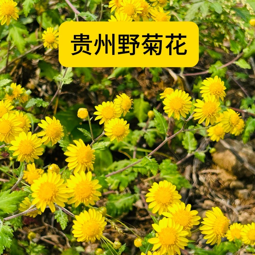 贵州黔东南现摘新鲜野菊花2斤包邮