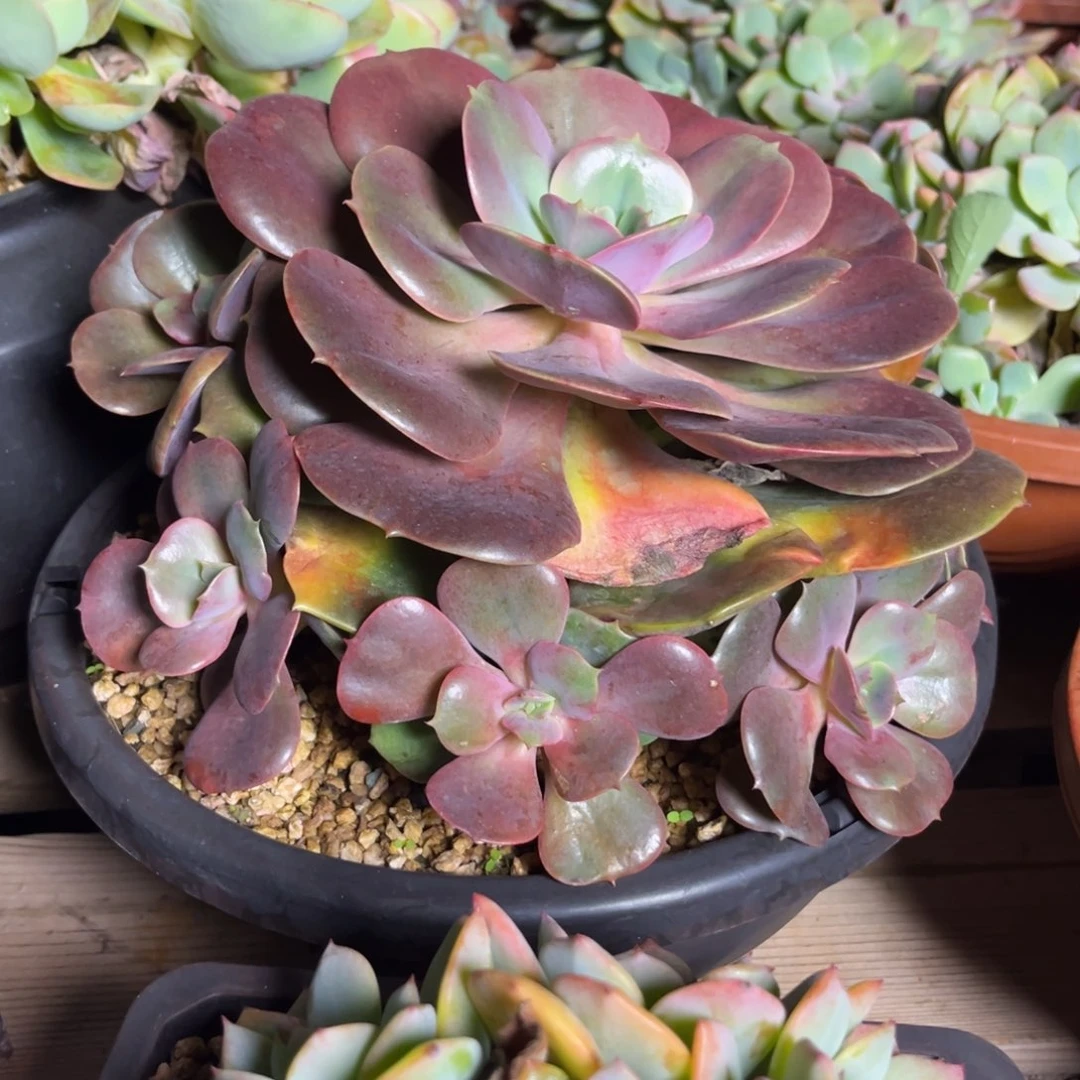 127红玫瑰杂大号 满36包邮发货