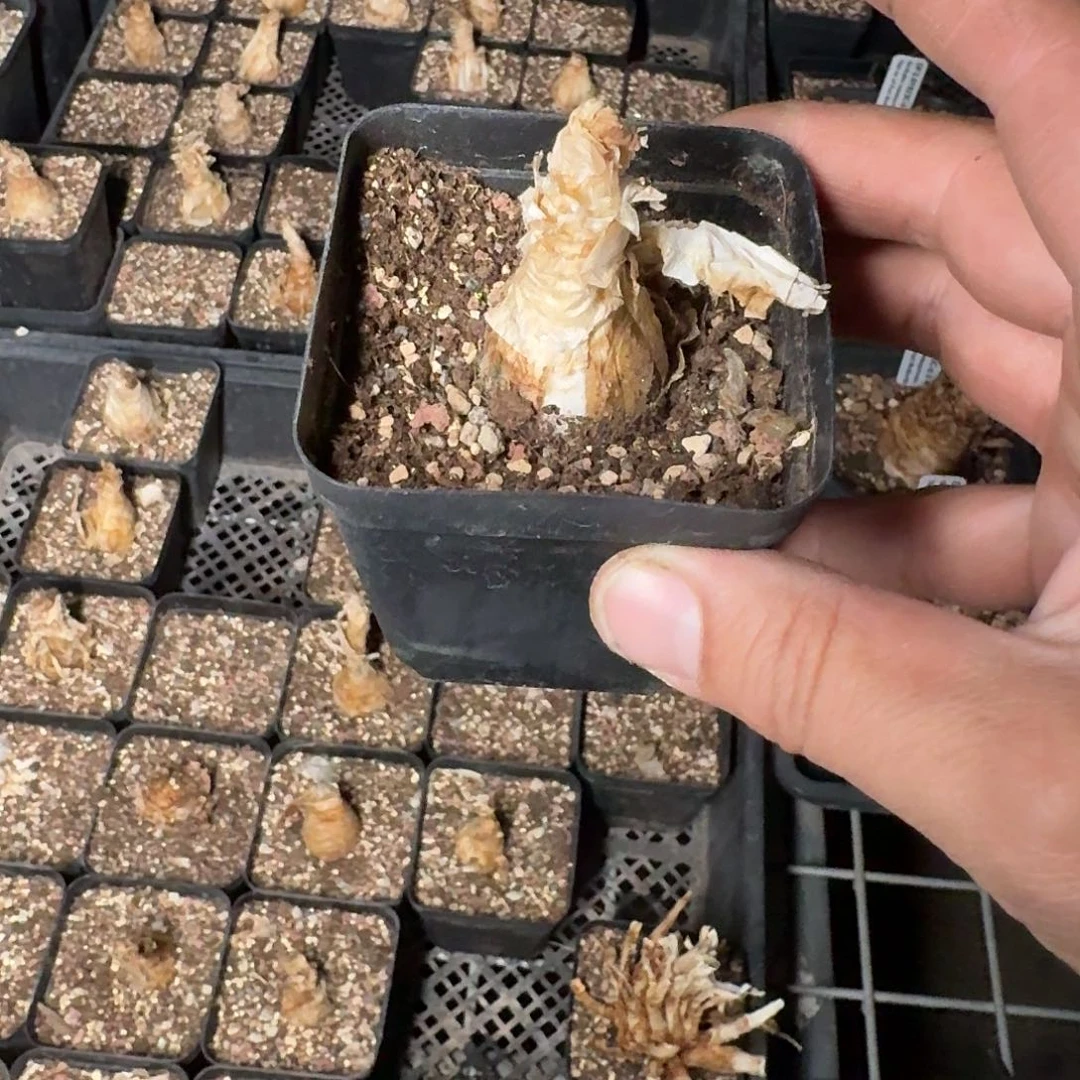 洌***gn弹簧草一个带盆定向