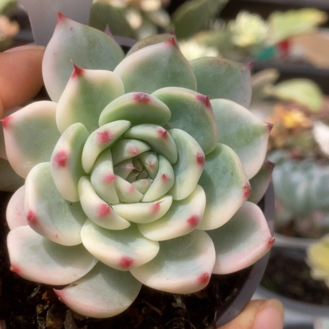 194锦锦锦锦锦锦锦