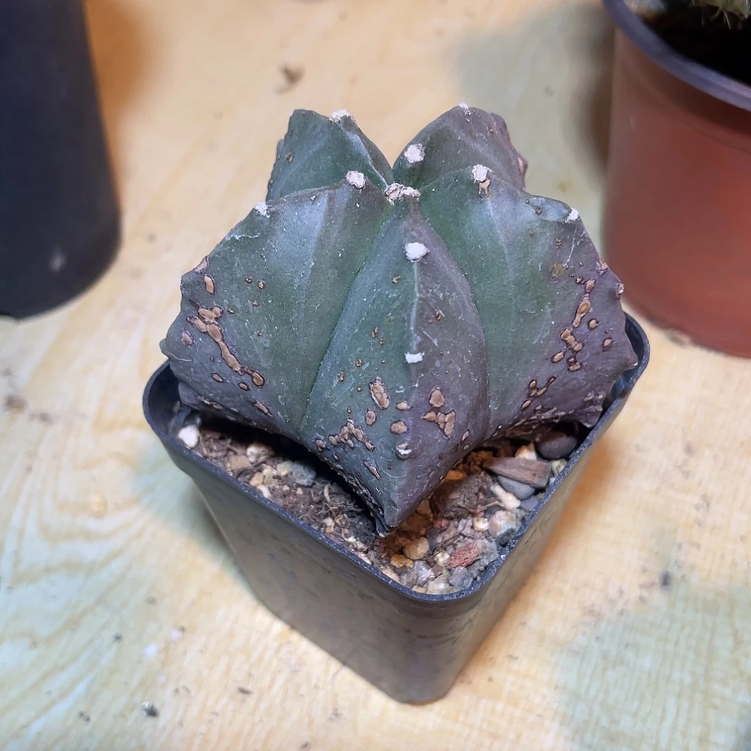 实生铁锈鸾凤玉一物一拍