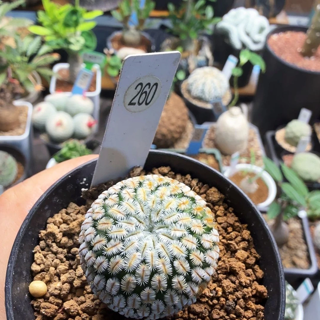 白斜子260仙人球块根植物