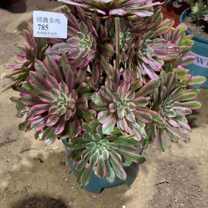 屋***空785奥黛丽多肉植物特价