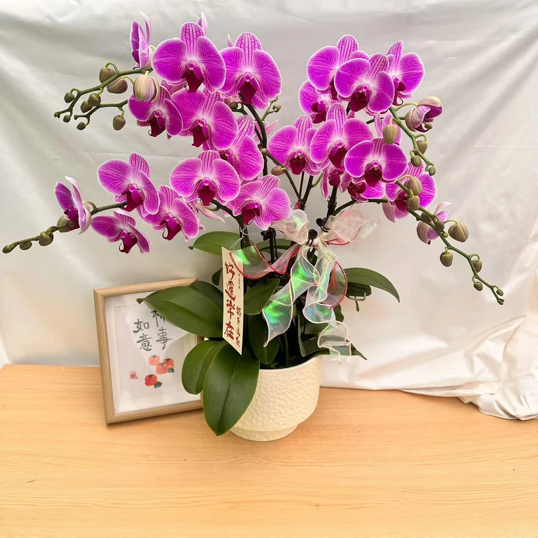 蝴蝶蘭【缤纷安妮】高端稀有淡紫色系大花 皮实好养
