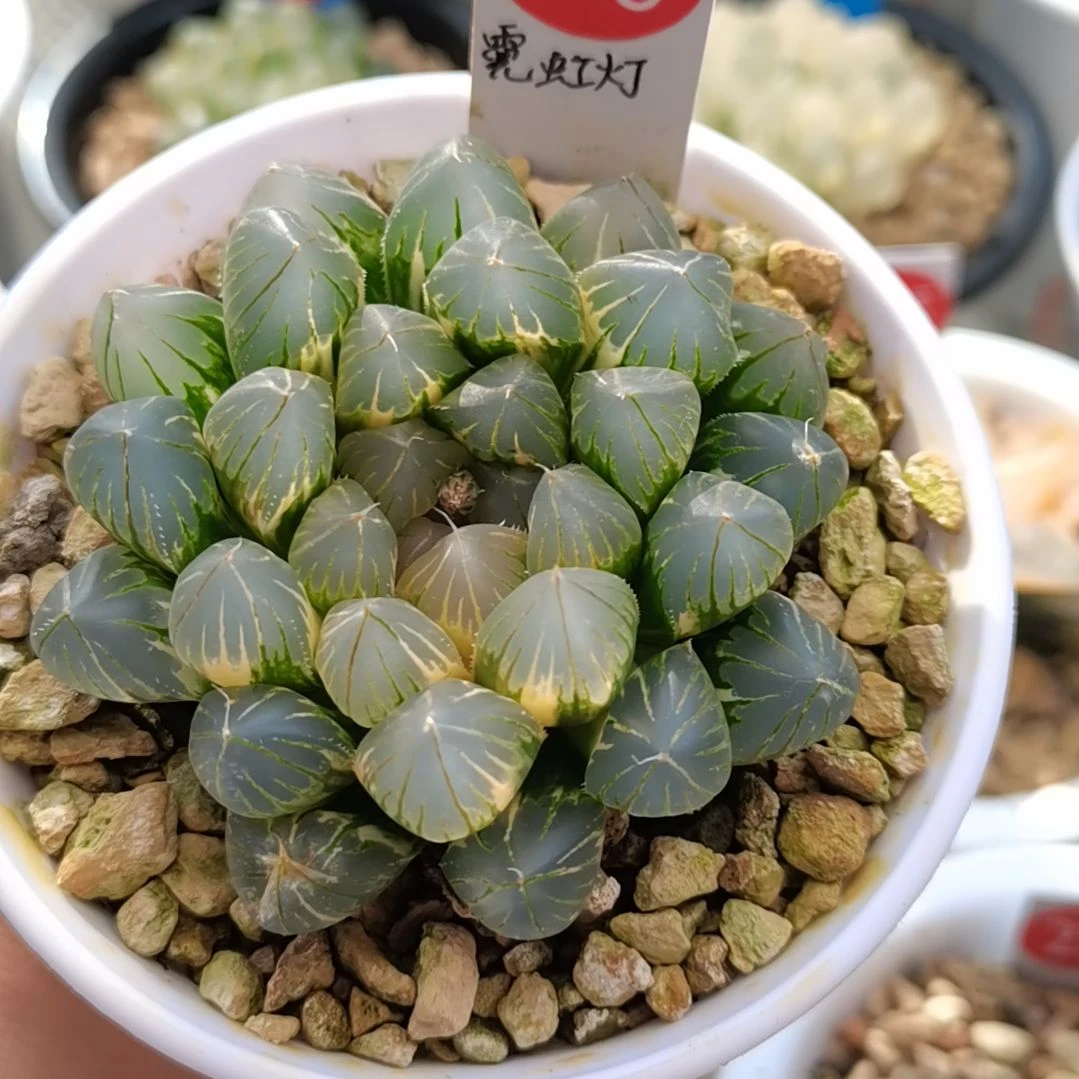 288号霓虹灯冠幅6.7一物一拍带盆土发货