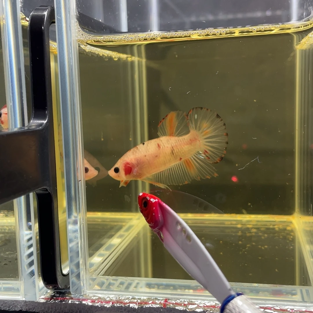 斗鱼12.2 koi将军 065