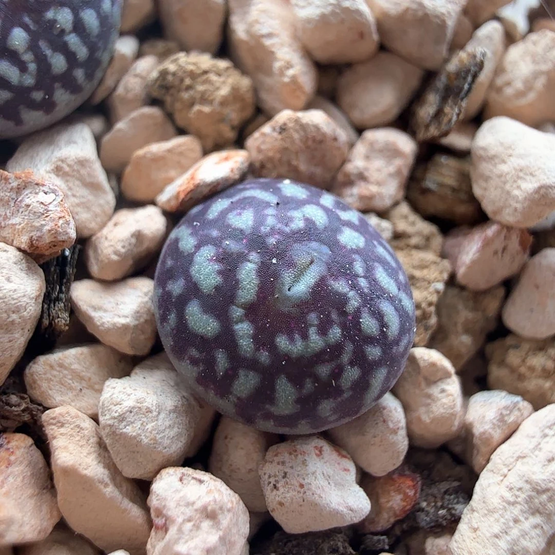 2.14.55/Msg3170超墨/多肉