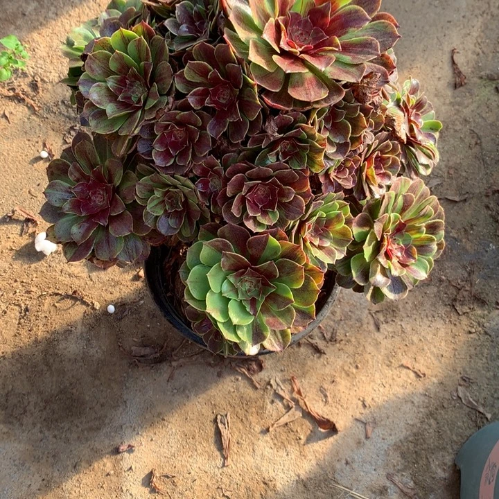 363花月夜多肉植物特价