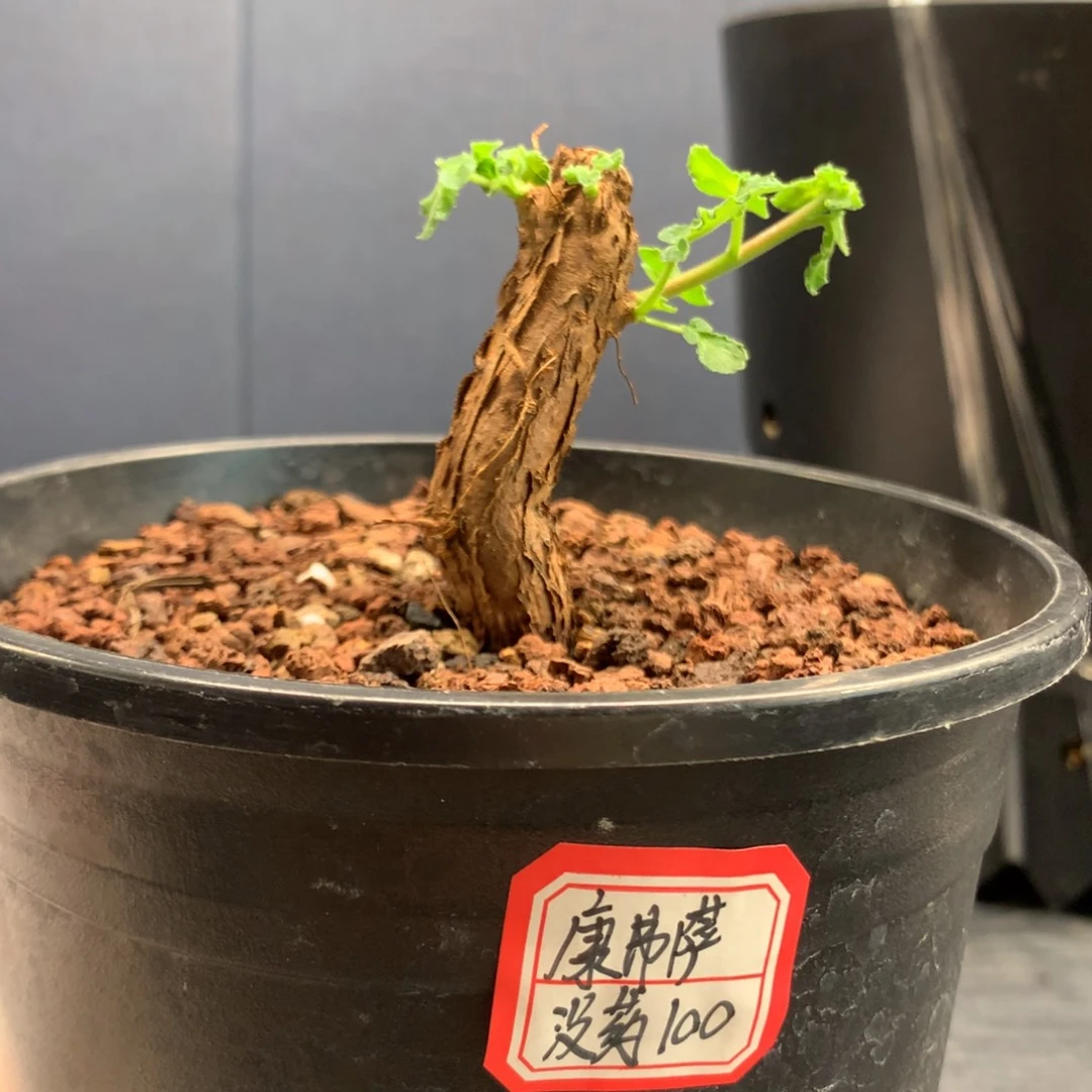 @**执康弗萨没药哈哈哈哈