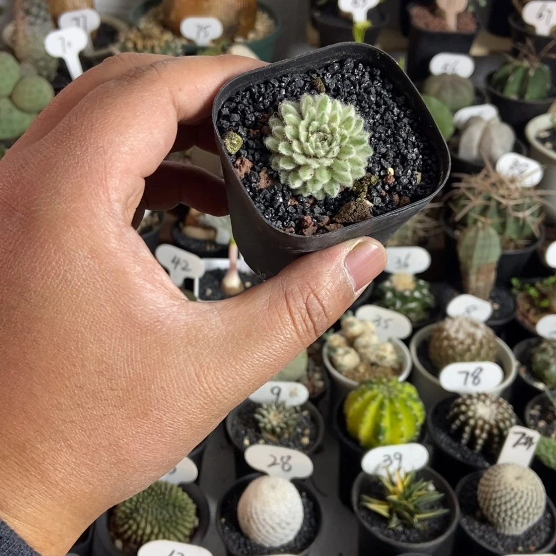 长生草锦一物一拍