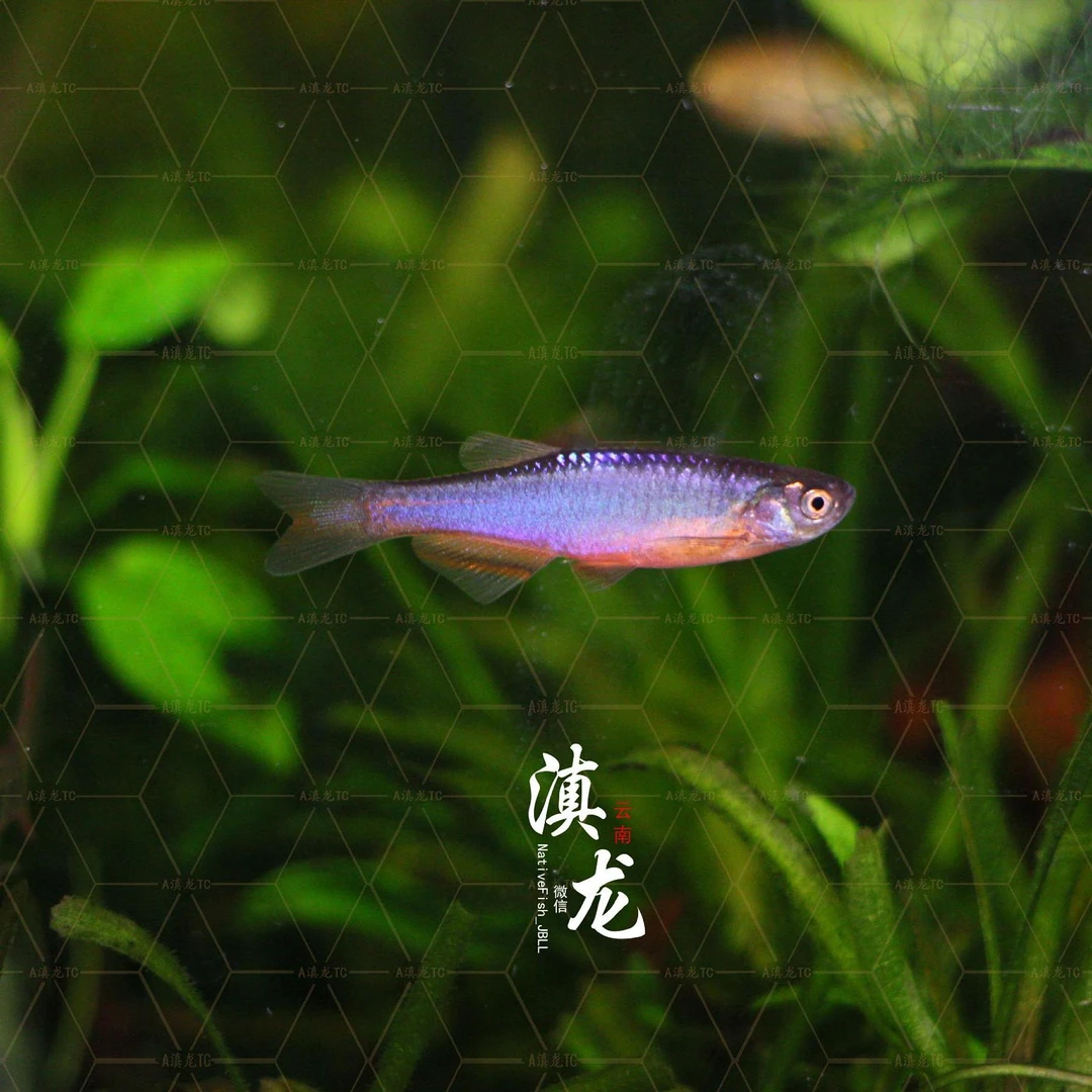 高端原生鱼 玫瑰丹 半线丹 群游鱼 冷水鱼 小型灯科鱼 少见观赏鱼