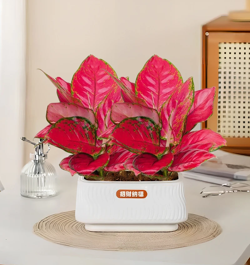 吉利红红颜花卉盆栽室内客厅绿植办公带花卉绿植盆栽花卉绿植WN