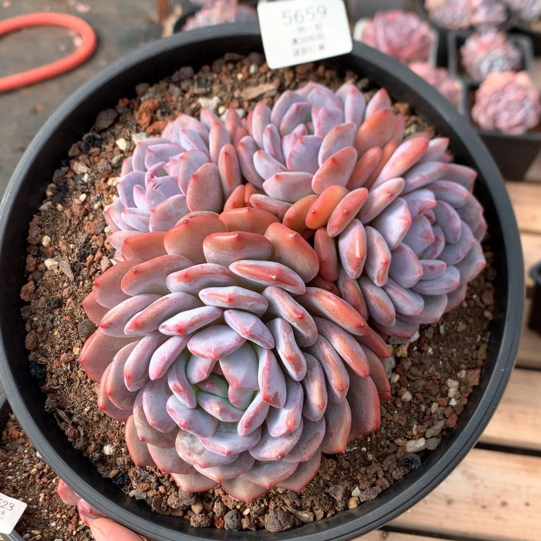 18厘米四头韩橙 老桩 特价 5659