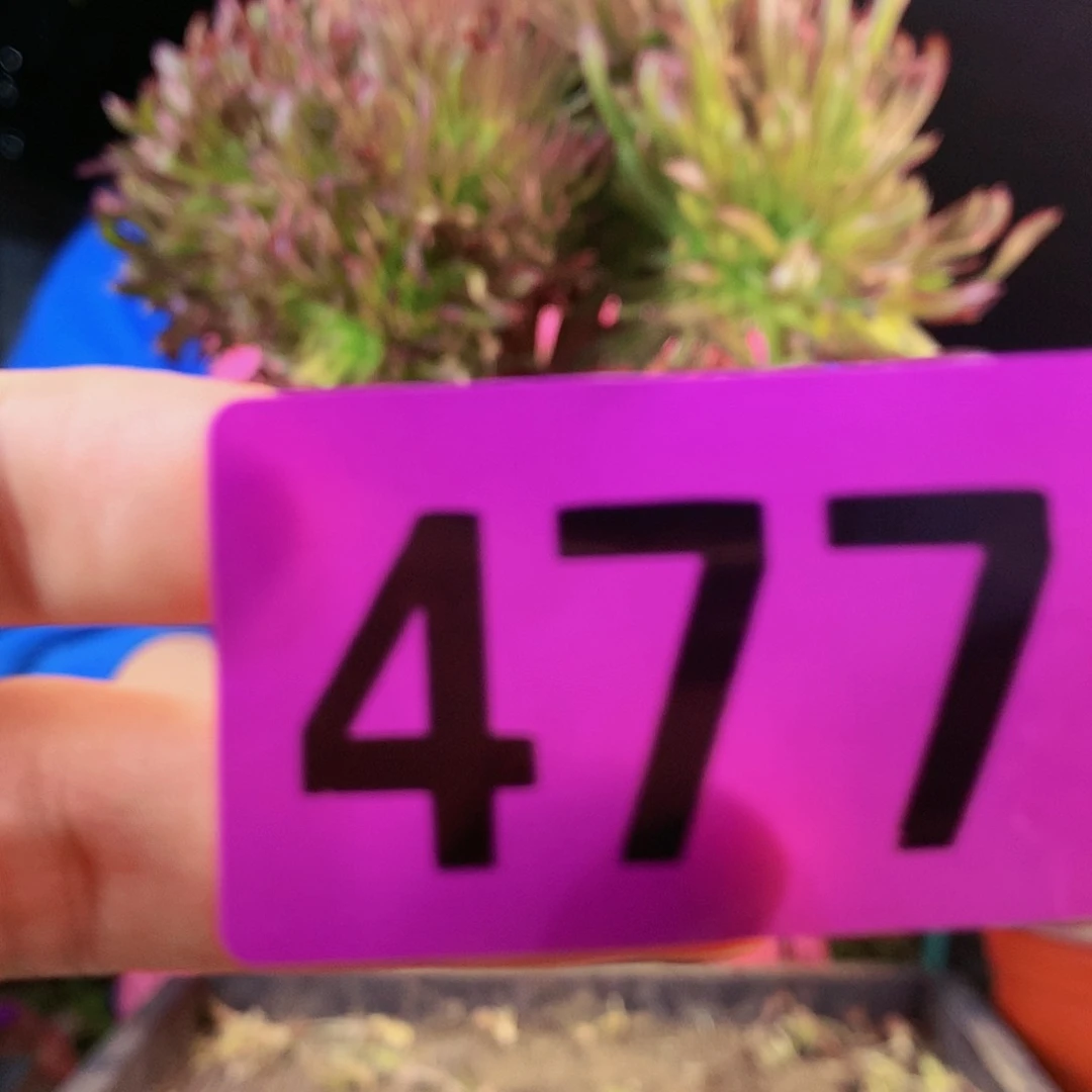 sssssssssssssssssss477