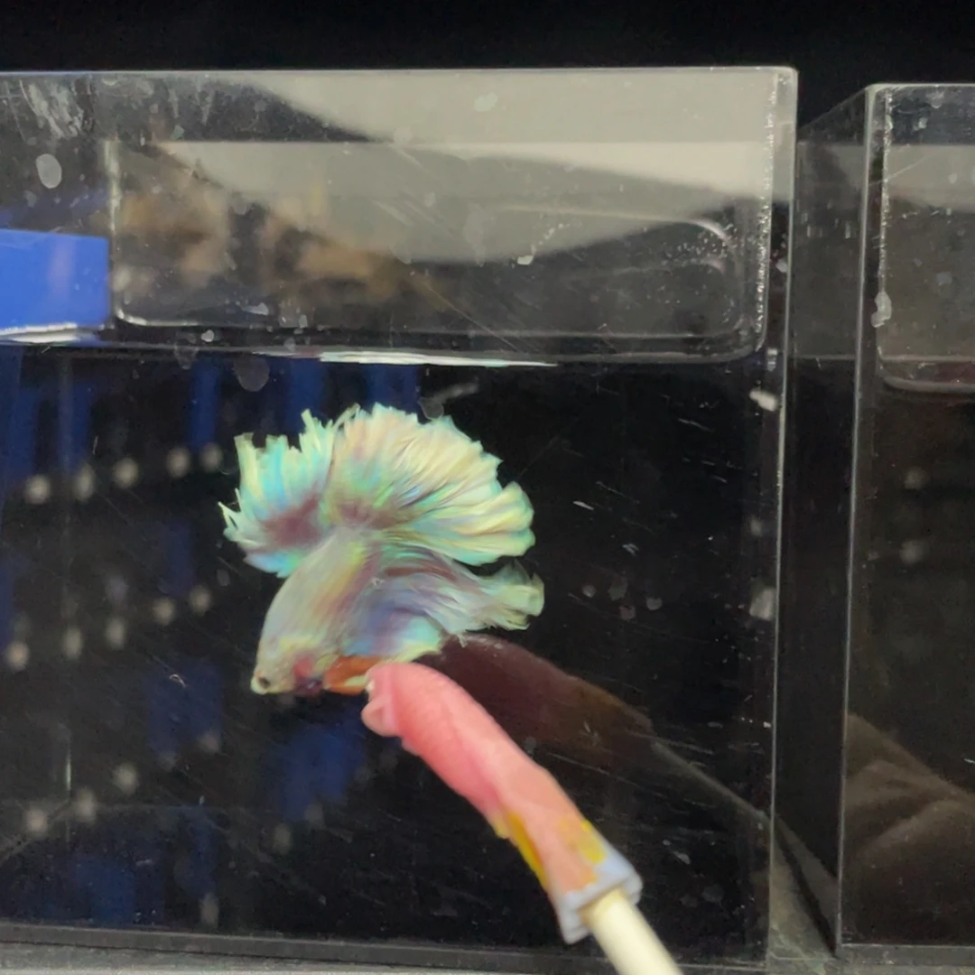 斗鱼哈哈哈啊哈哈526