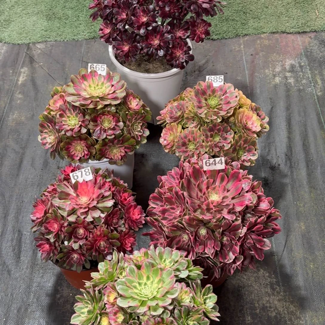 曦*6颗大漂亮法师多肉植物