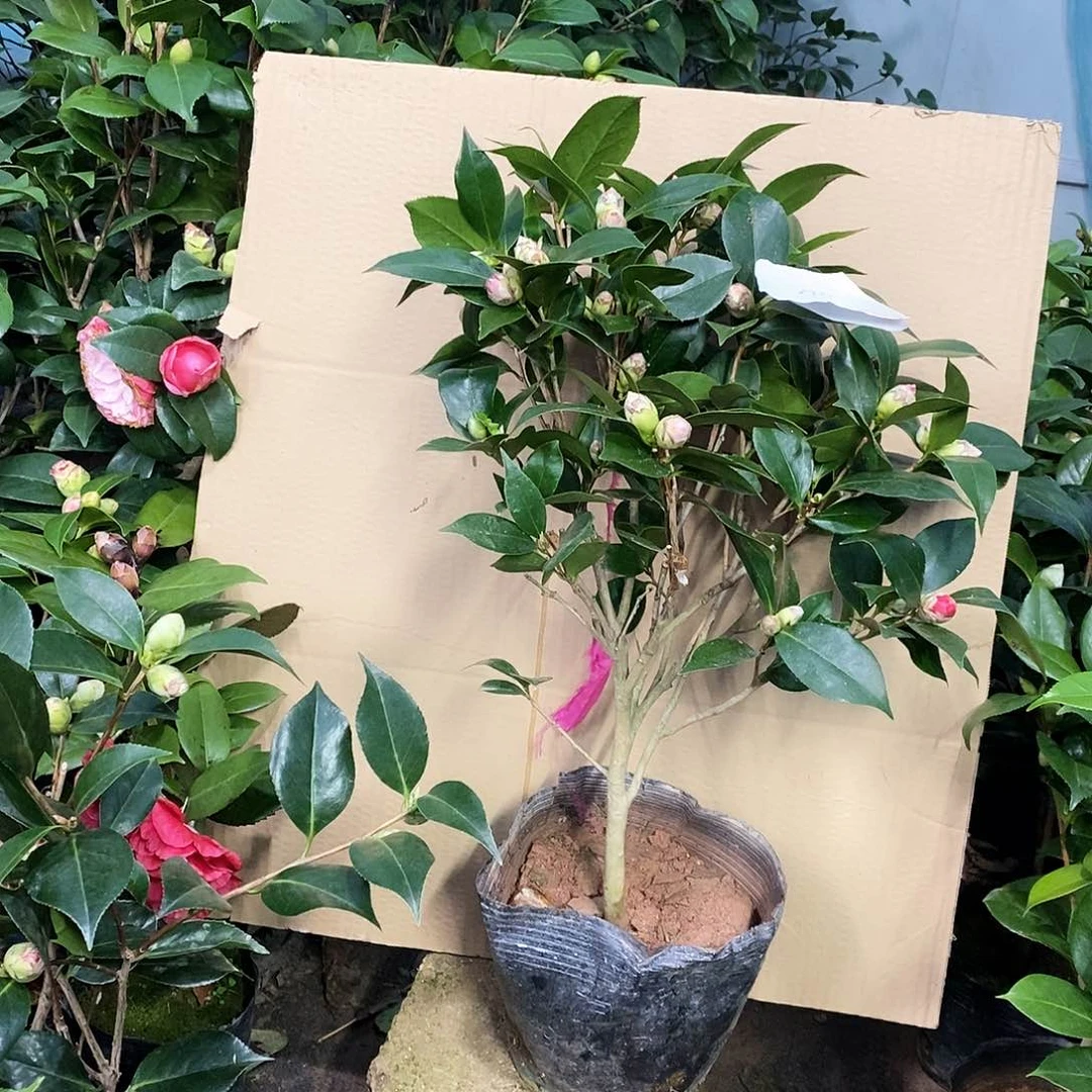 大量花朵（建议范围：8朵-15朵 或40%以上）