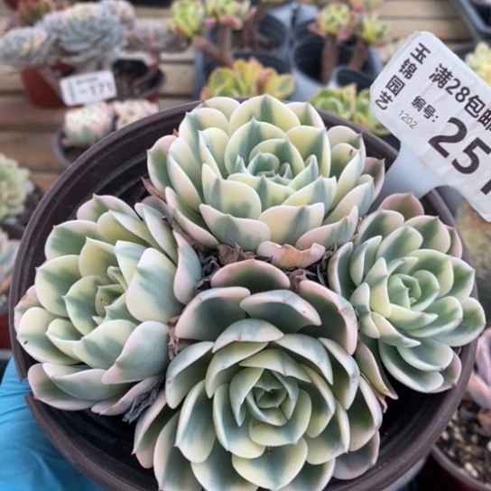 251一一一一一一一一一