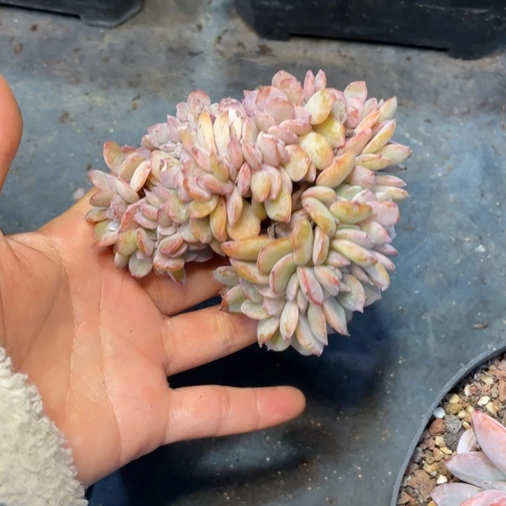【闪购商品】白凤缀化
